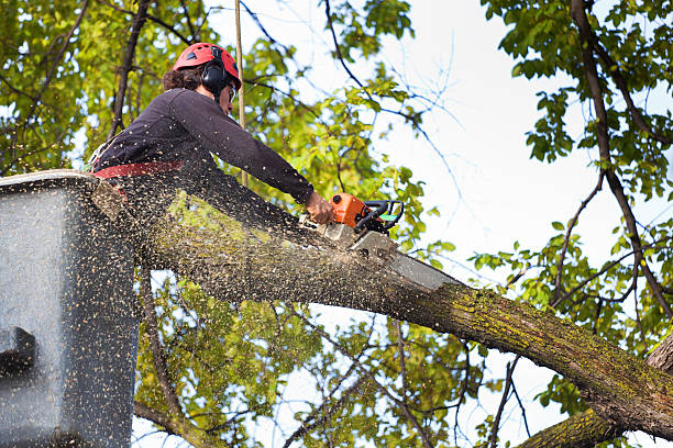 How Our Tree Care Process Works  in  Hayward, CA